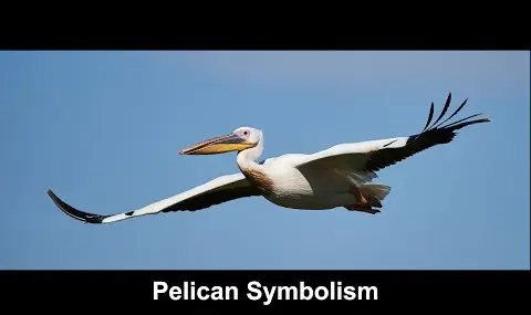 Pelikánská symbolika