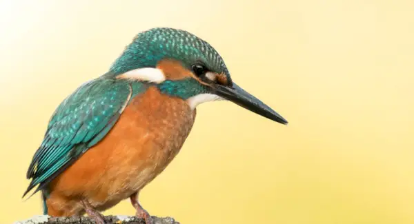 Almindelig isfuglsymbolik, drømme og budskaber