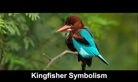 Kingfisher symbolik