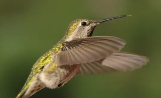 Symbolika kolibříka