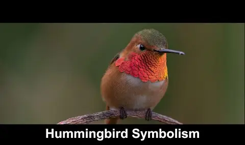 Symbolika kolibříka