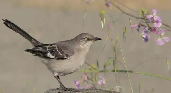 Mockingbird symbolik, drømme og budskaber