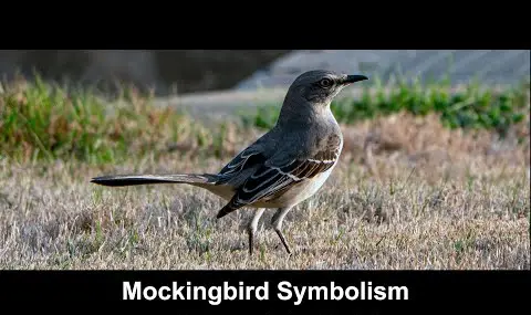 Mockingbird symbolik