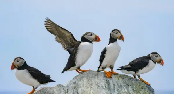 Simbolismo del frailecillo