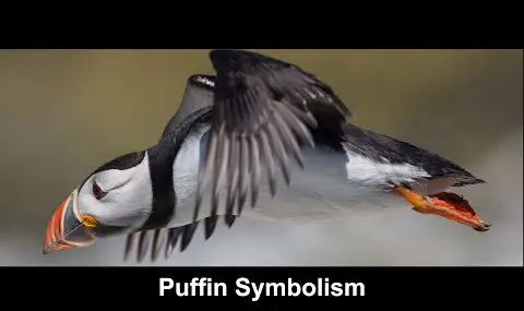 Simbolismo del frailecillo