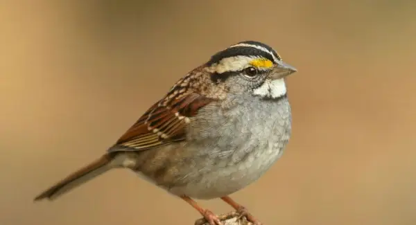 Symbolisme du moineau à gorge blanche