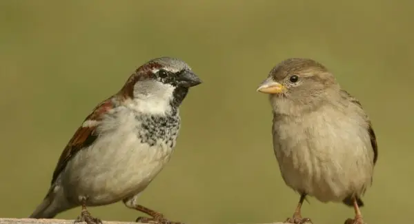 Symbolisme du moineau