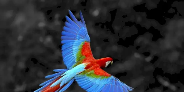 Papegøjesymbolik, meddelelser