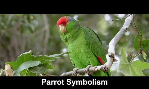 Papegøjesymbolik
