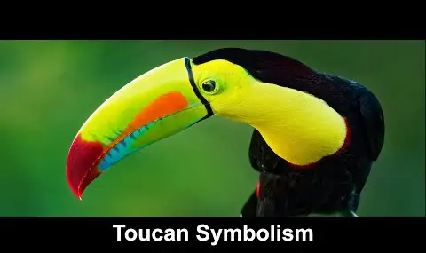 オオハシの象徴性