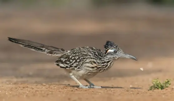 ロードランナー トーテム