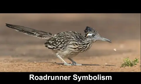 ロードランナーの象徴性