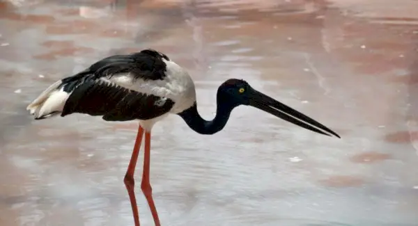 Stork Totem, Drømme og Budskaber