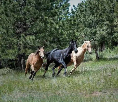 dreams about wild horses