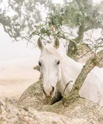 El significado de los sueños sobre las palabras: 7 interpretaciones generales