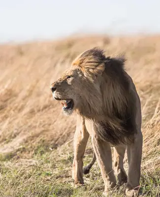 Pět duchovních zvířat Leo: Silný výraz Leo Trace