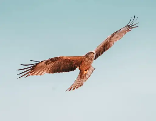 animals that represent aries