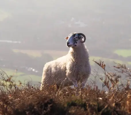 Vædderen: En guide fra fem dyr, der ankom til deres sted