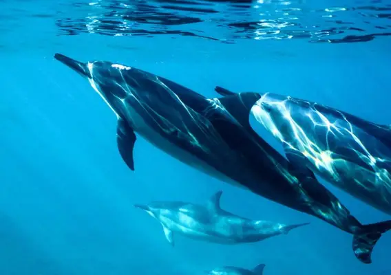 aquarius spirit animals