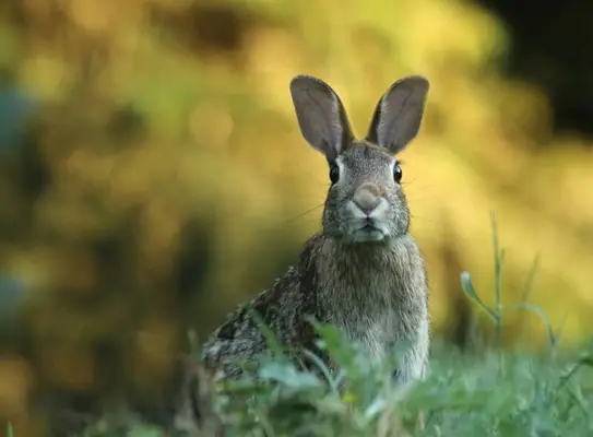 libra spirit animal guide