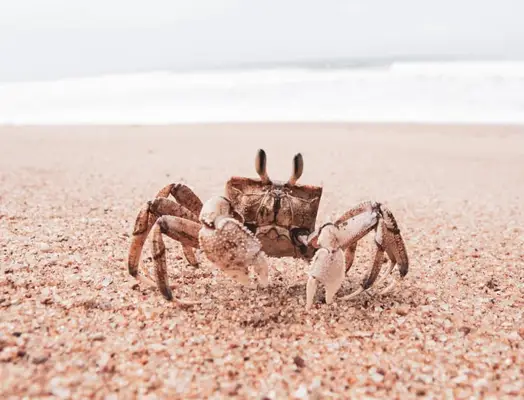 Spirituelles Tier von Krebs: 5 Tiere, die diese Konstellationsmarke symbolisieren