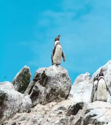 penguin spirit animal