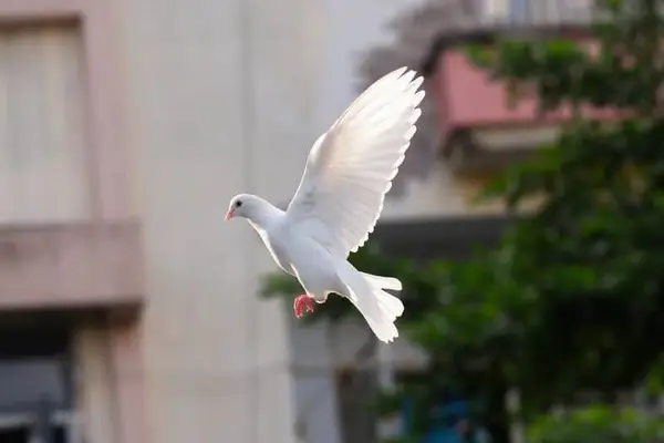 white dove flying