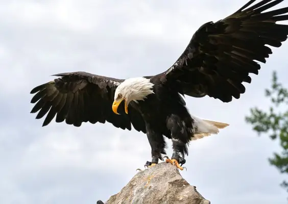 animals that represent scorpio