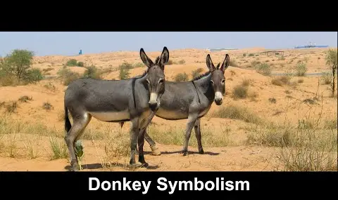 Simbolismo do Burro