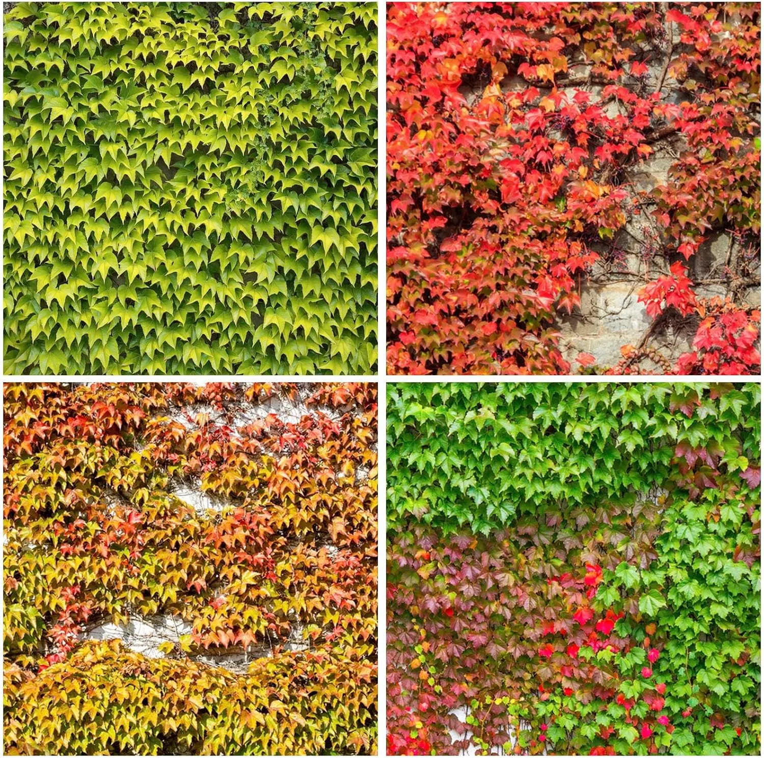 160+ Mélange de graines de liane de lierre pour la plantation de graines de plantes d’héritage sans OGM Jardin extérieur' loading='lazy' title=