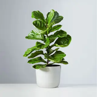 La maison minimaliste d'Ariana Grande s'inspire d'une esthétique tendance qui ne risque pas de se démoder – voici pourquoi