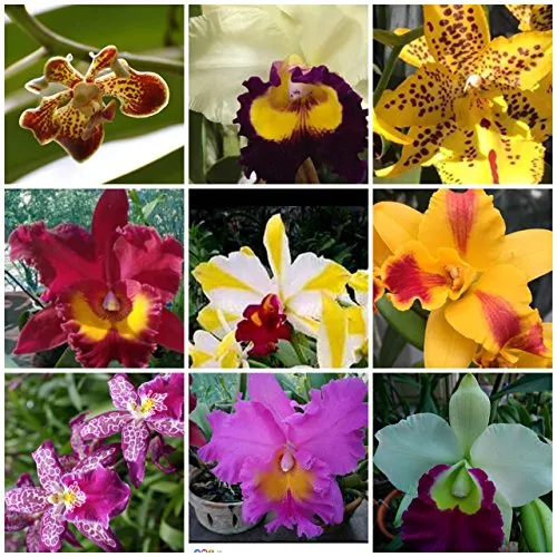 5 lebende Orchideenpflanzen (Cattleya Oncidium Dendrobium Vanda und Phalaenopsis) Wunderschöne Premium-Orchideen – Angel's Orchids' loading='lazy' title=
