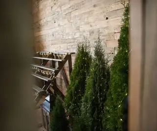 En linje af enebærjuletræer