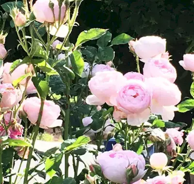 אתגר 21 יום לשחרור