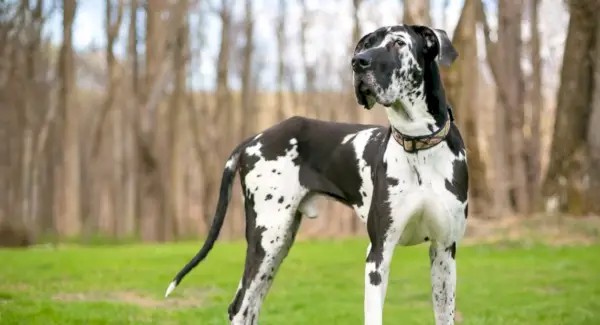 Totem der Deutschen Dogge und Botschaften