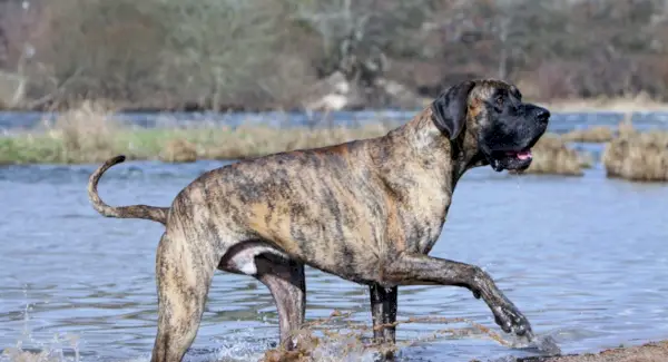 Symbolik der Deutschen Dogge