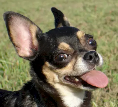 Simbolismo chihuahua