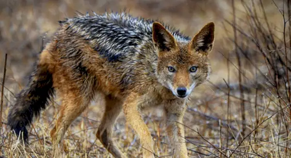 Šakal symbolismus, sny a poselství