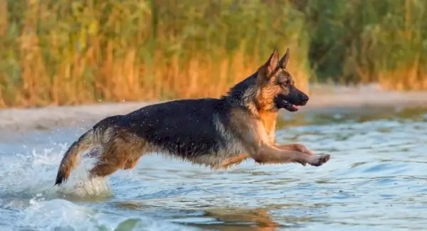 Pastýřská symbolika