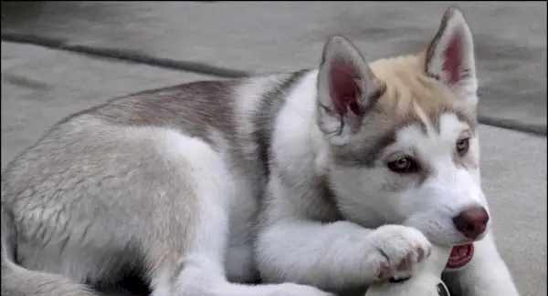 Husky-Symbolik, Husky-Bedeutung, Husky-Totem, Husky-Traum und Botschaften