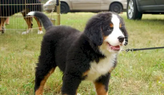 Symbolika psa, význam psa, psí totem, psí sen a zprávy