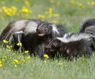 Deux mouffettes dans l'herbe verte avec des fleurs jaunes