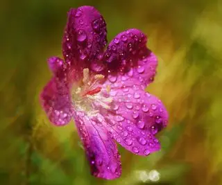 Comment maintenir la floraison des géraniums – 5 conseils d’experts pour un maximum de fleurs