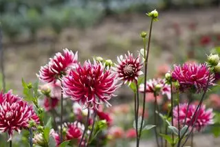Rote Dahlienblüten blühen im Garten