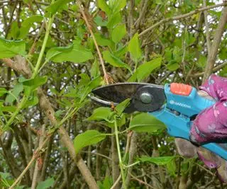 レンギョウの花の咲いた茎を半分に切り戻す