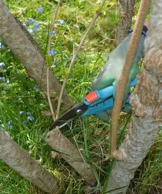 剪定ばさみを使ってレンギョウの根元から乱れた成長を取り除く