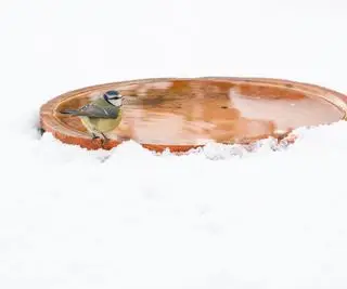 Oiseau mésange bleue buvant dans un bain d'oiseaux dégivré dans la neige dans le jardin