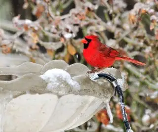 Cardinalis cardinalis, buvant dans un bain d'oiseaux chauffé en hiver lors d'une légère chute de neige