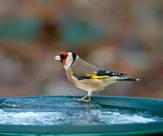 Chardonneret carduelis carduelis sur bain d'oiseaux congelé