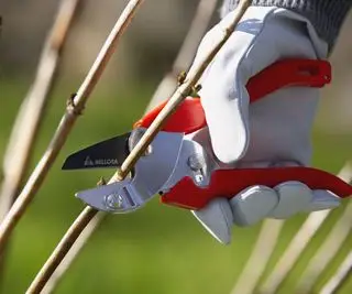 Prerezávanie hortenzie v zime záhradnými nožnicami